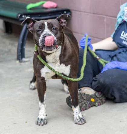 An adult large-sized female Mixed Breed dog named Fresca for adoption in Chamblee, GA