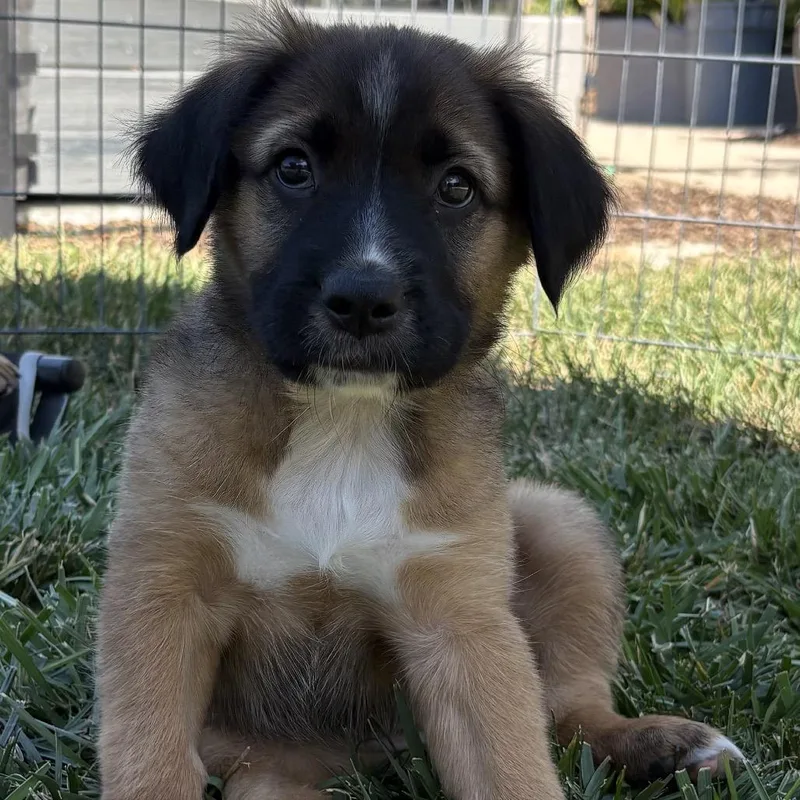 A baby medium-sized female Black Shepherd dog named Langley for adoption in Oceanside, CA