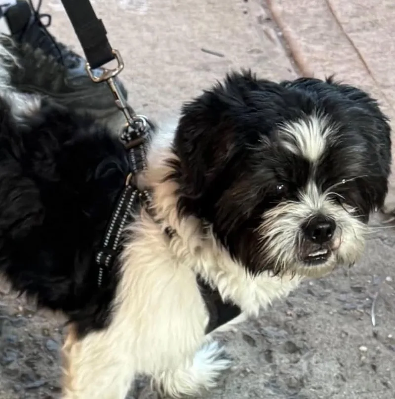 An adult small-sized male Tricolor (Brown, Black, & White) Mixed Breed dog named Mister Benji for adoption in Long Island City, NY
