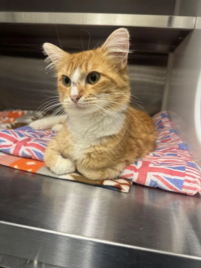 An adult small-sized male Domestic Medium Hair cat named Fanta for adoption in Hilton Head Island, SC