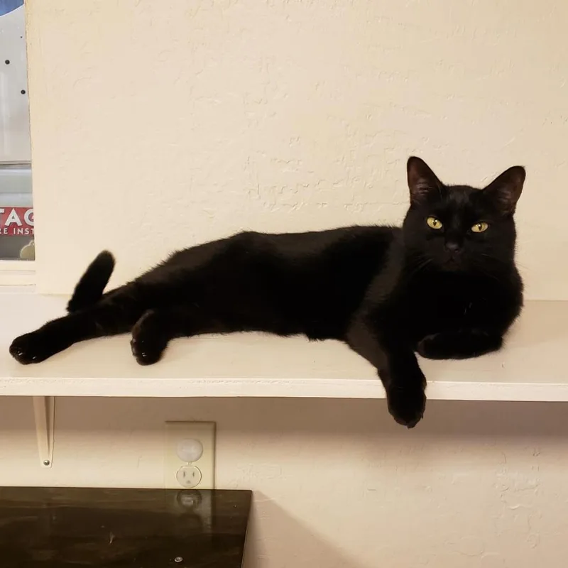 An adult large-sized female Black Domestic Short Hair cat named Judy for adoption in Tempe, AZ