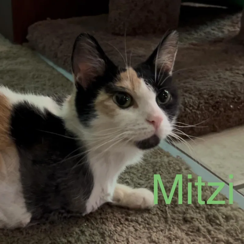 An adult medium-sized female Calico cat named Mitzi for adoption in Roachdale, IN