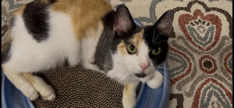 Mitzi thumbnail 2