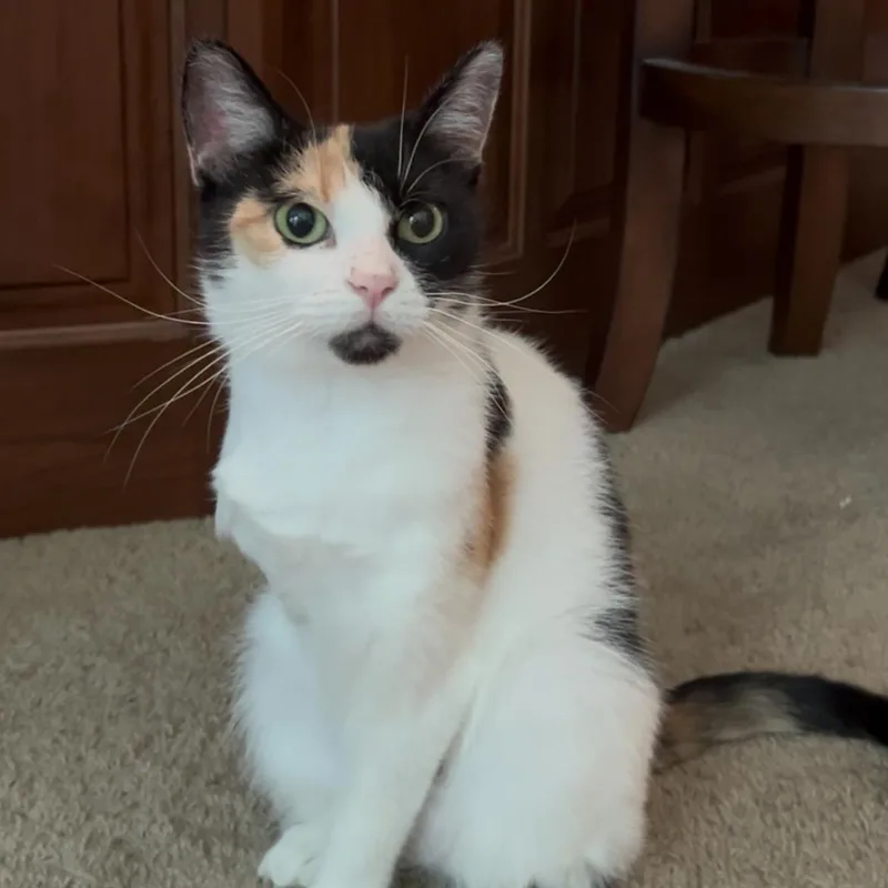 Mitzi thumbnail 3