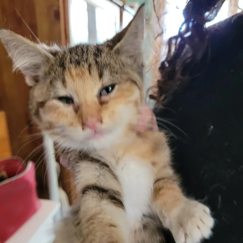 A baby small-sized female Calico Domestic Short Hair cat named Found th and th for adoption in Rochester, MN