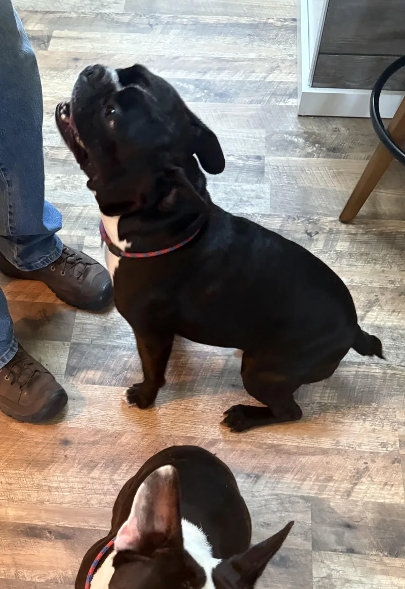 A young medium-sized male Black Boston Terrier dog named Polo for adoption in Seattle, WA