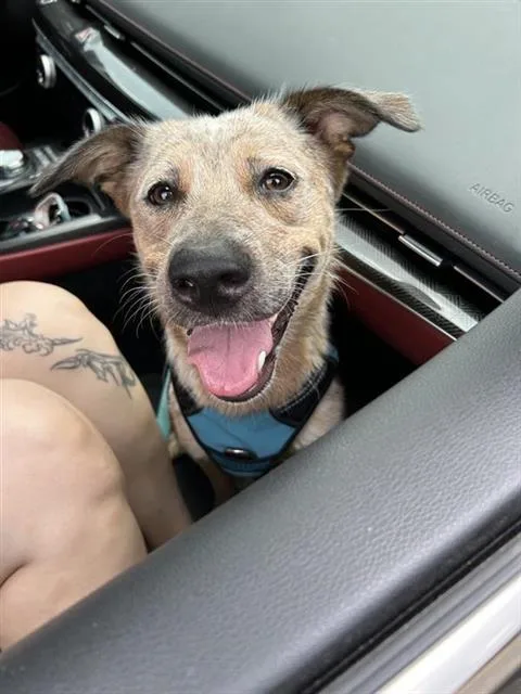 A young medium-sized female Australian Cattle Dog / Blue Heeler dog named Chili for adoption in San Antonio, TX