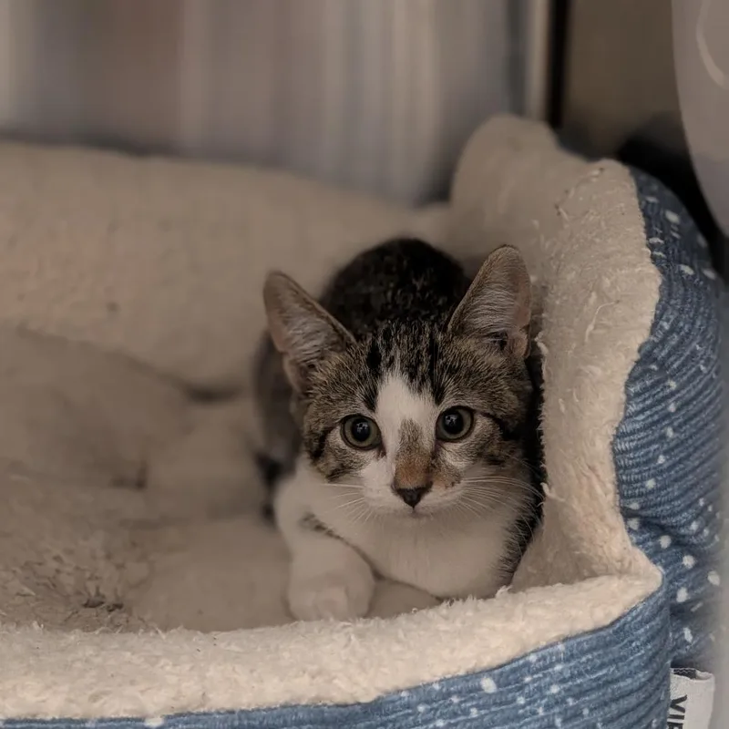 A baby small-sized female Brown / Chocolate Domestic Short Hair cat named Marcie for adoption in Prairie du Chien, WI