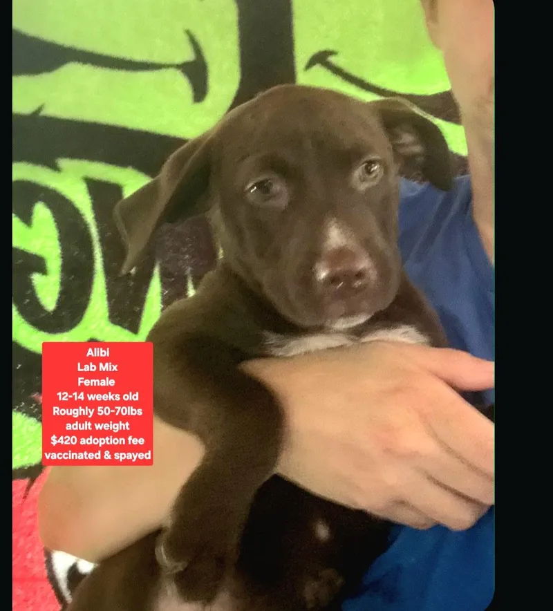 A baby large-sized female Labrador Retriever dog named Alibi for adoption in Oviedo, FL