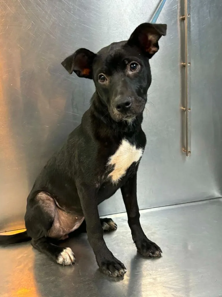 A baby large-sized female Mixed Breed dog named Good Grief for adoption in Tifton, GA