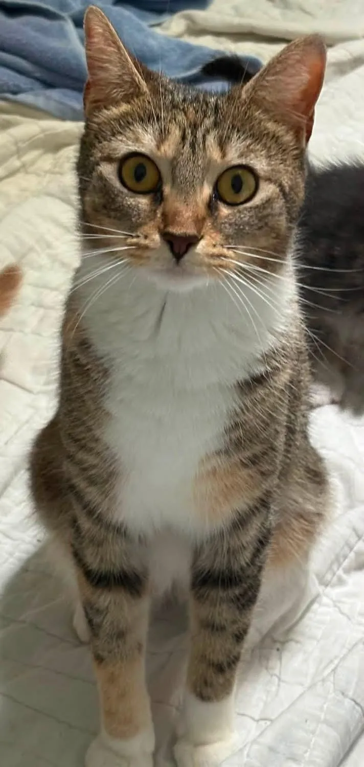 An adult medium-sized female Torbie Domestic Short Hair cat named Bella for adoption in Richmond, VA