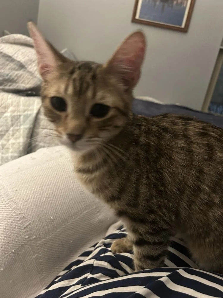 Highlighter thumbnail 2