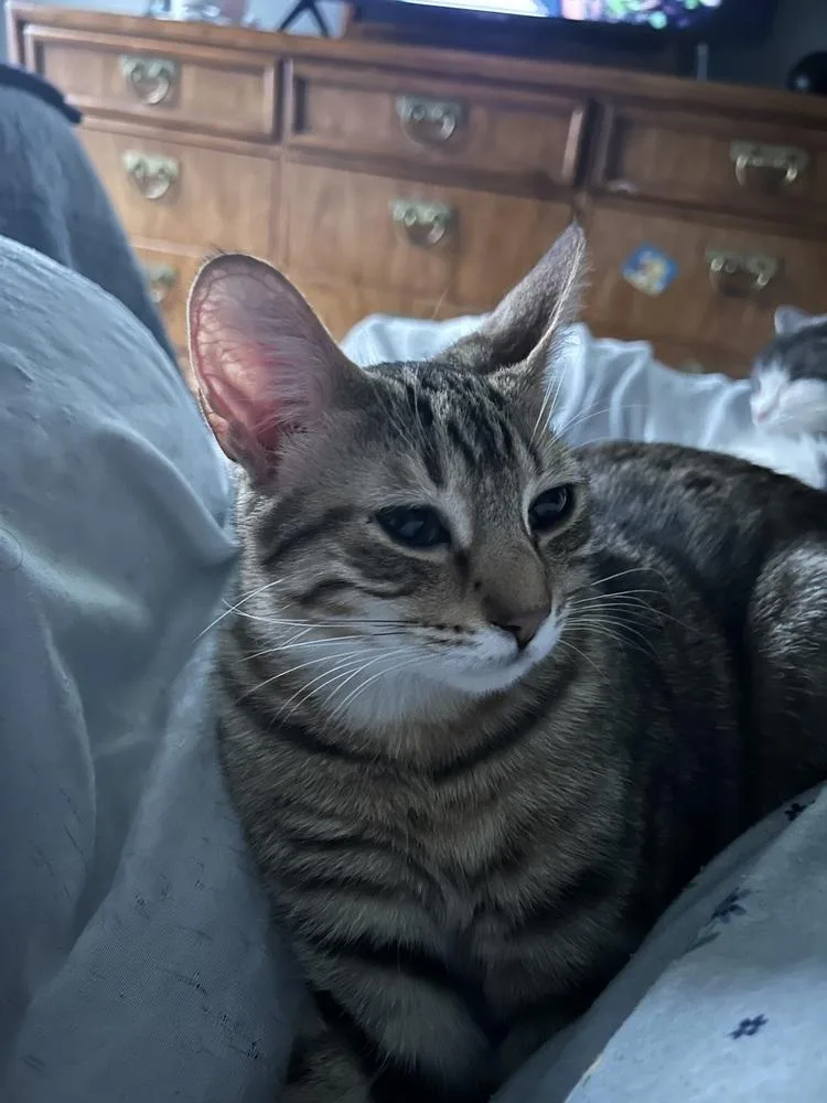 Highlighter thumbnail 3