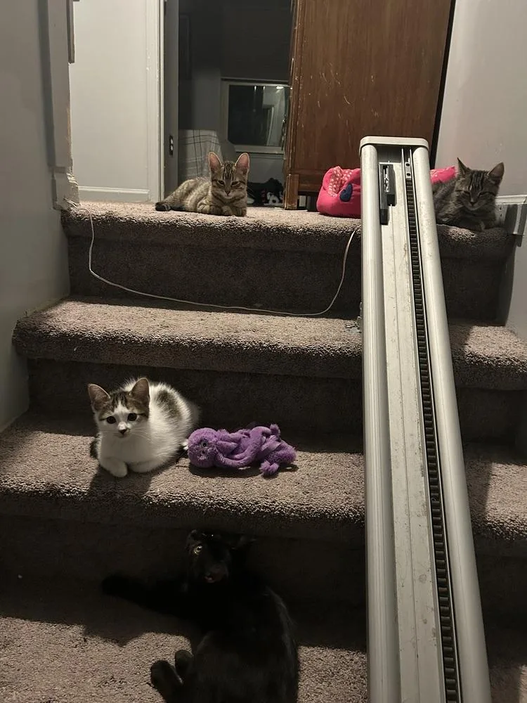 Highlighter thumbnail 4