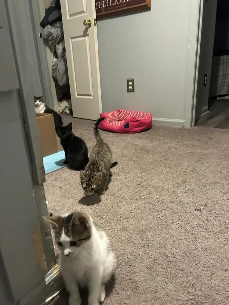 Highlighter thumbnail 5