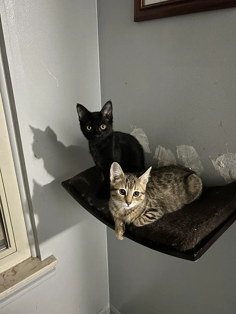 Highlighter thumbnail 6