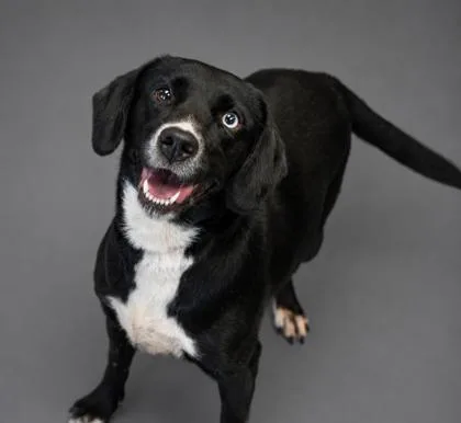 An adult large-sized female Labrador Retriever dog named Ramona for adoption in Bowling Green, KY