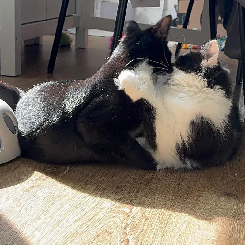 Romeo & Juxtaposed Juliet! thumbnail 2