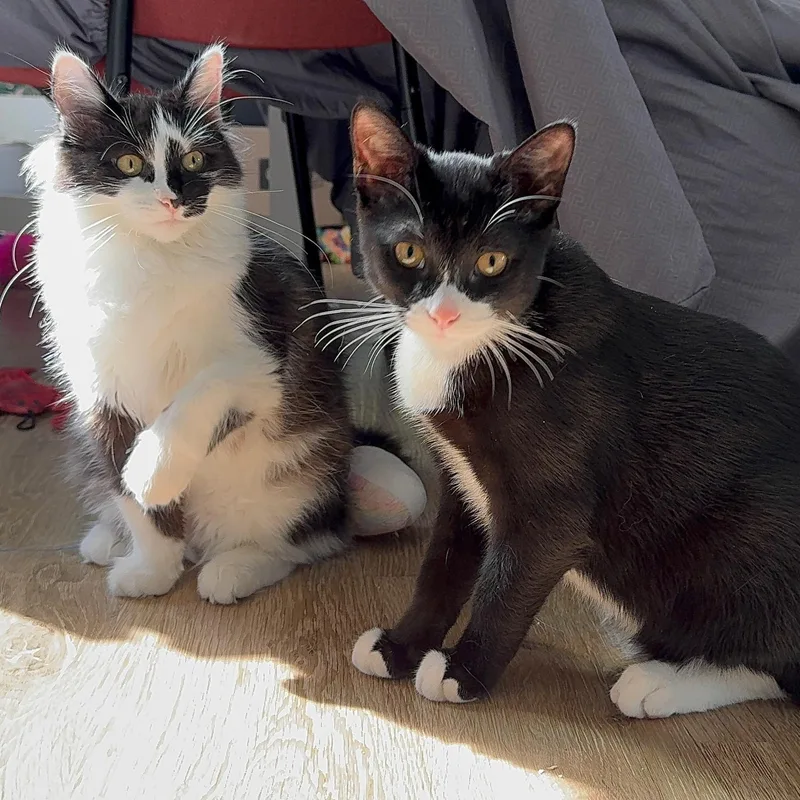 Romeo & Juxtaposed Juliet! thumbnail 3