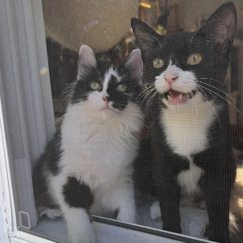 Romeo & Juxtaposed Juliet!