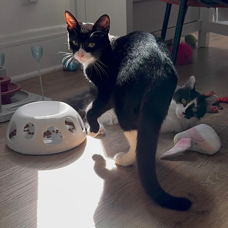 Romeo & Juxtaposed Juliet! thumbnail 4