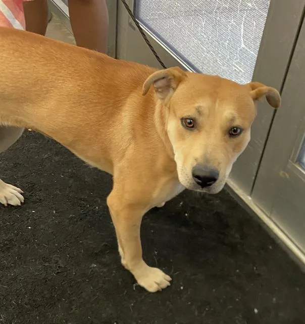 A young large-sized female Mixed Breed dog named Kora for adoption in Dallas, TX