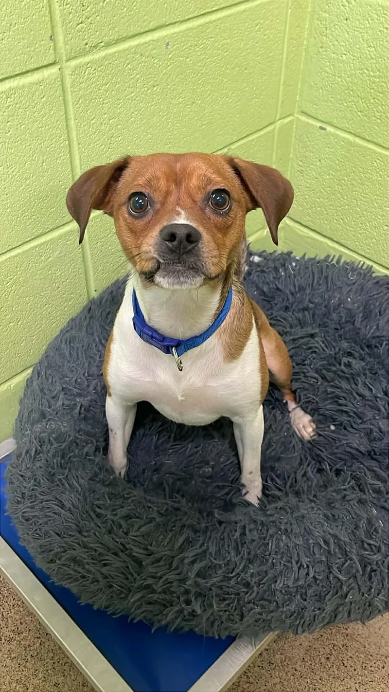 An adult small-sized male Golden Beagle dog named Bo for adoption in Fort Payne, AL