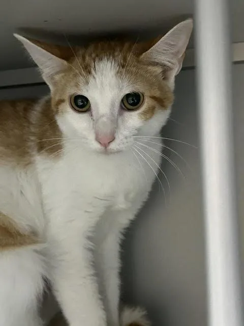 A young medium-sized female Orange & White Domestic Short Hair cat named Peachy Keen for adoption in Anoka, MN