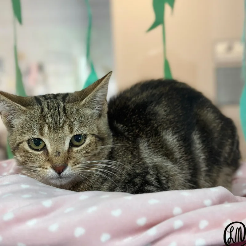 A baby medium-sized male Tabby (Brown / Chocolate) Domestic Short Hair cat named Dale for adoption in Victor, NY