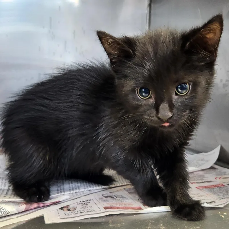 A baby small-sized male Black Domestic Short Hair cat named Azriel for adoption in Fort Wayne, IN