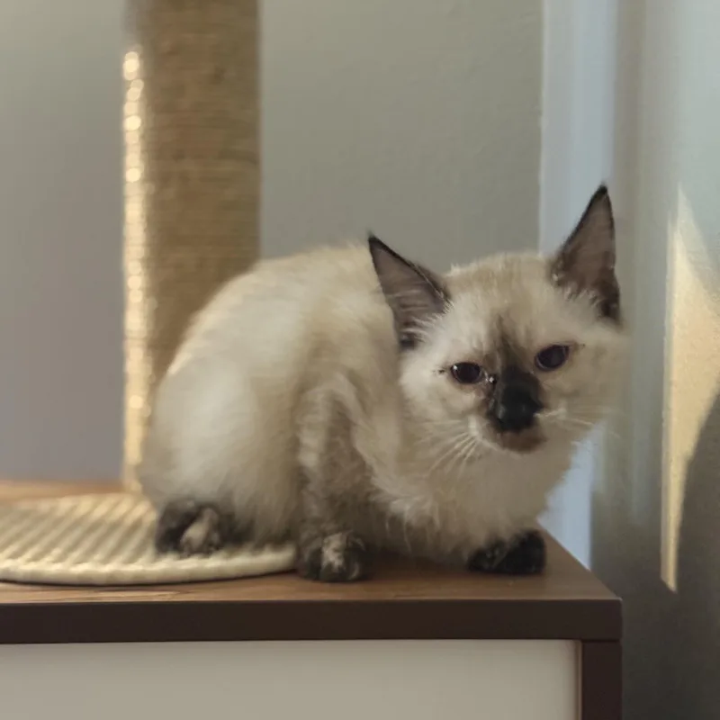 Drusilla