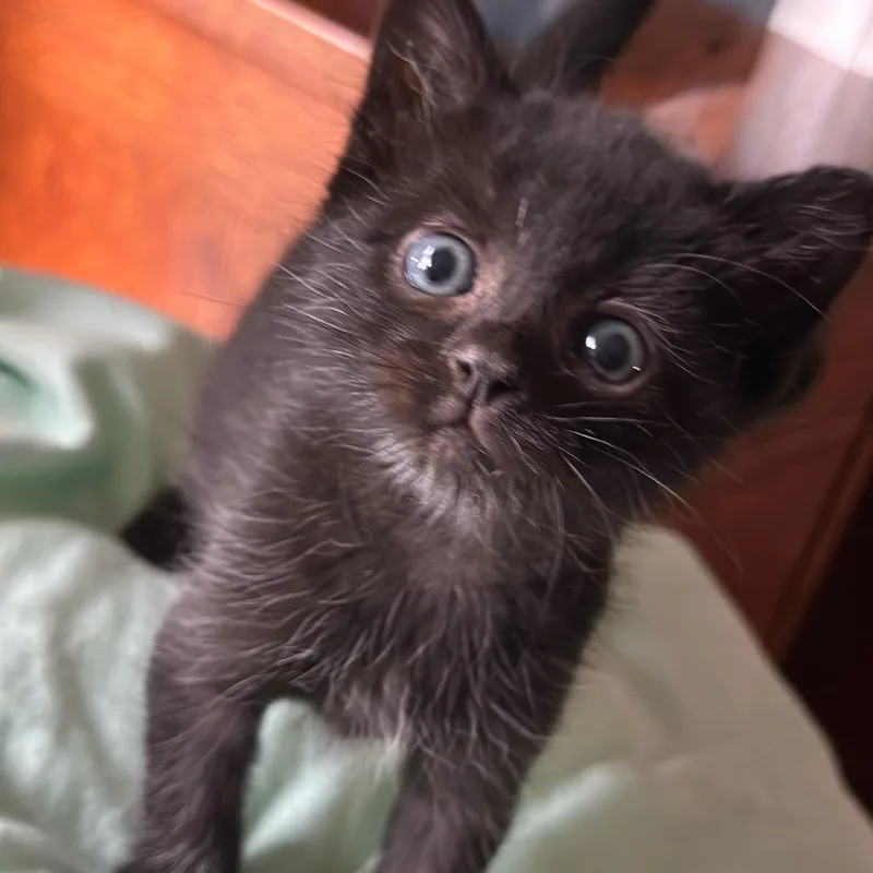A baby small-sized male Black Domestic Short Hair cat named Earth for adoption in Grantsville, UT