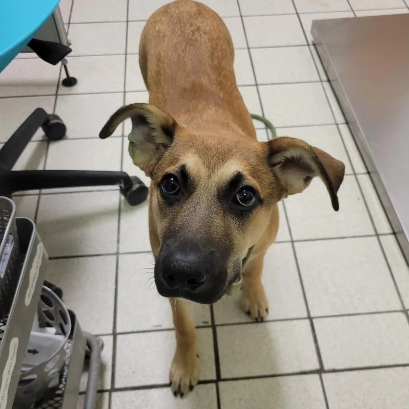 An adult medium-sized male Yellow / Tan / Blond / Fawn Mixed Breed dog named GDragon for adoption in Charleston, WV