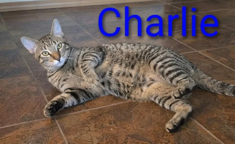 A young medium-sized male Tabby (Gray / Blue / Silver) Tabby cat named Charlie Bro Of Echo for adoption in Spring Branch, TX