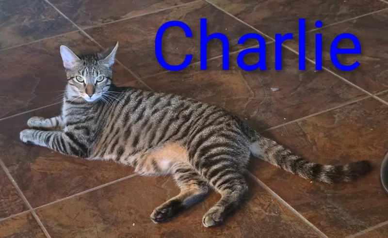 Charlie Bro Of Echo thumbnail 2