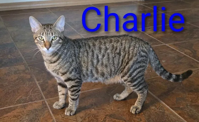 Charlie Bro Of Echo thumbnail 4