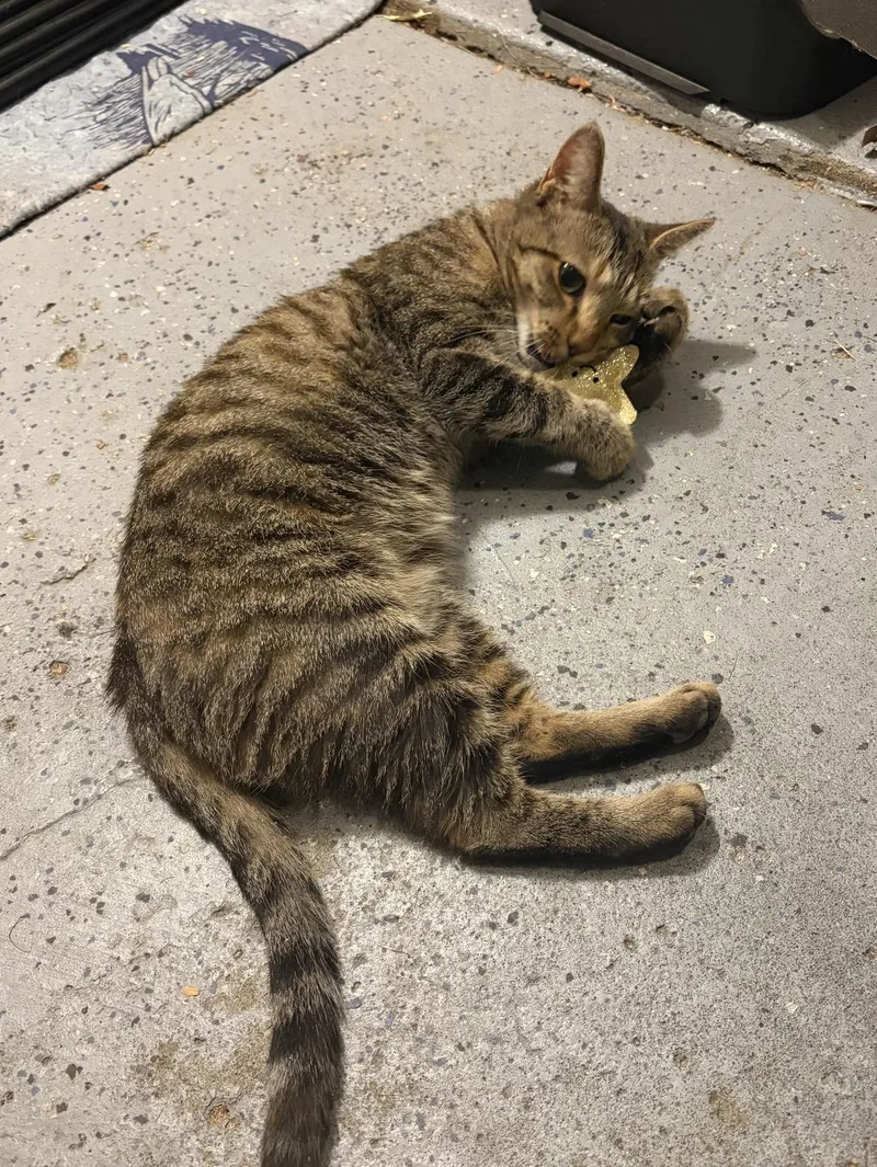 A young medium-sized female Domestic Short Hair cat named Heddy for adoption in Shelby Township, MI