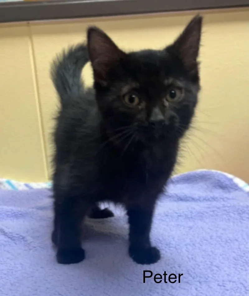A baby medium-sized male Black Bombay cat named Peter for adoption in Wyandotte, MI