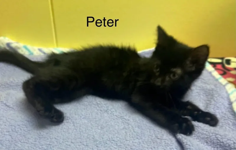 Peter thumbnail 2