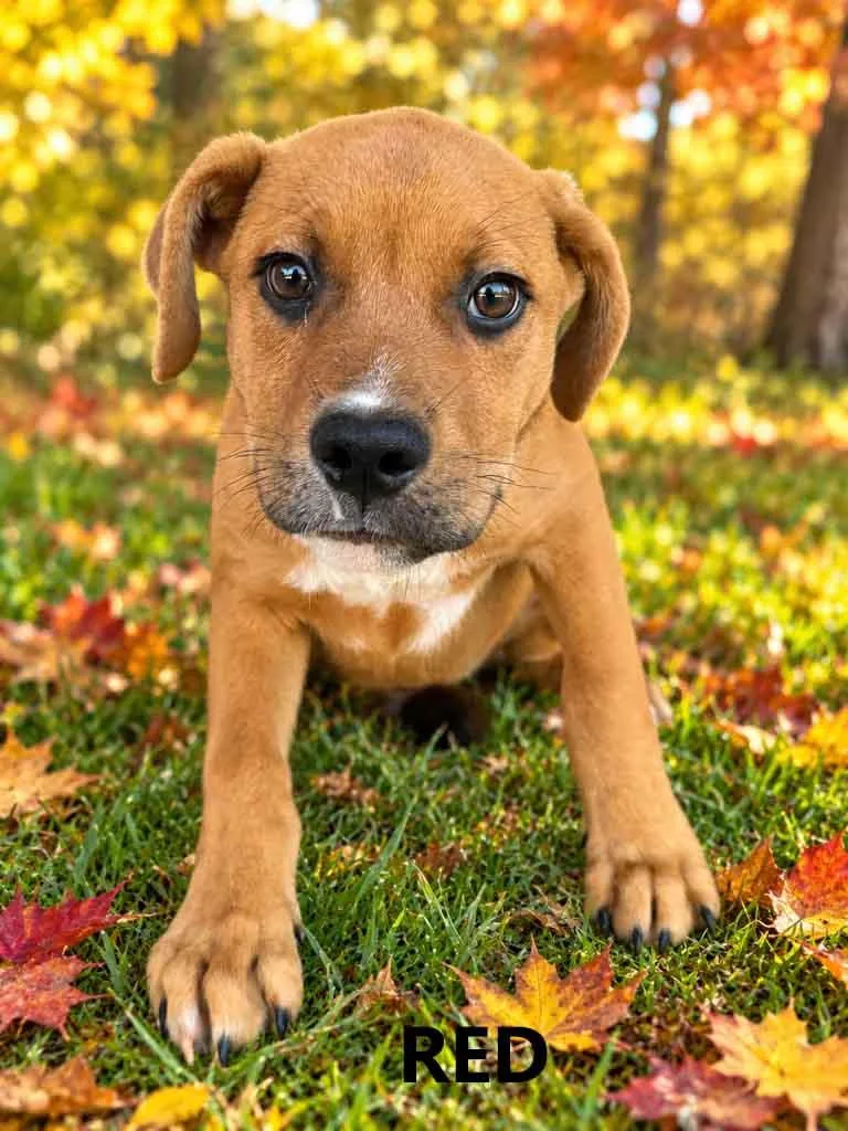 A young medium-sized male Brown / Chocolate Terrier dog named Red for adoption in Washington, GA