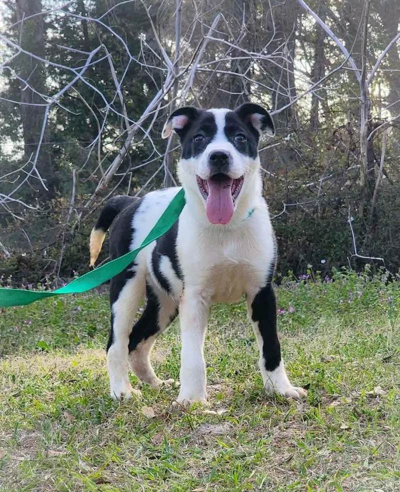 Marshall thumbnail 2