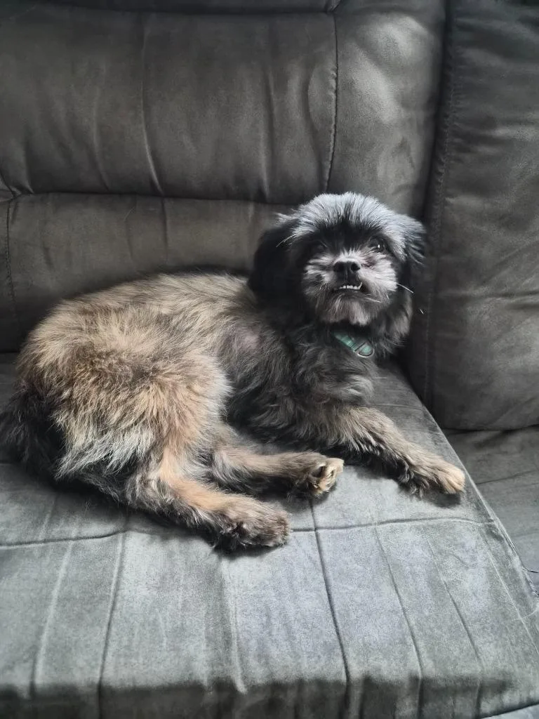 An adult small-sized female Shih Tzu dog named Luna for adoption in Walnutport, PA