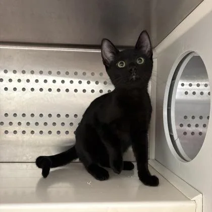 A baby small-sized male Black Domestic Short Hair cat named Timmy Tiara for adoption in Kansas City, MO