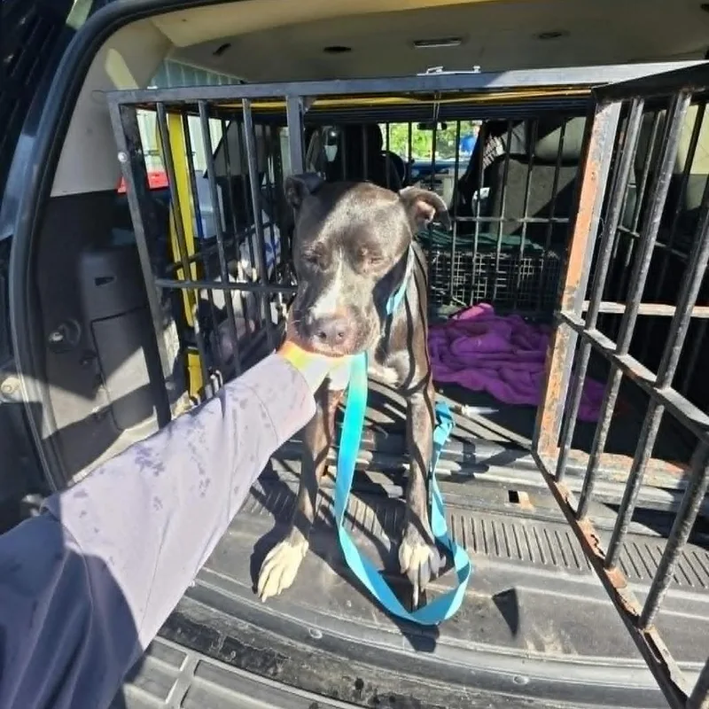 An adult medium-sized male Pit Bull Terrier dog named Casawova for adoption in Bastrop, TX