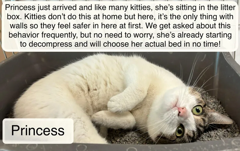 A young medium-sized female White Domestic Short Hair cat named Princess for adoption in Ellicott City, MD