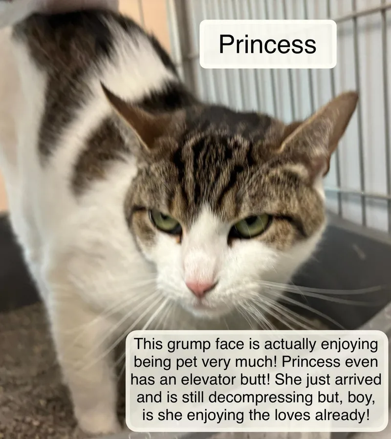 Princess thumbnail 2