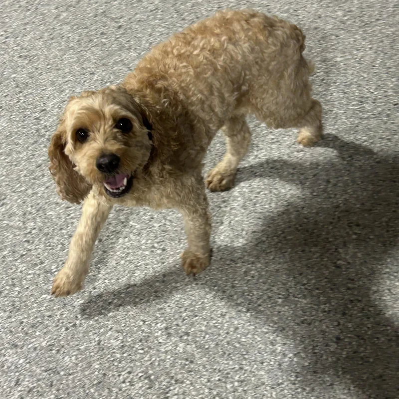 Bella. Nice dog
