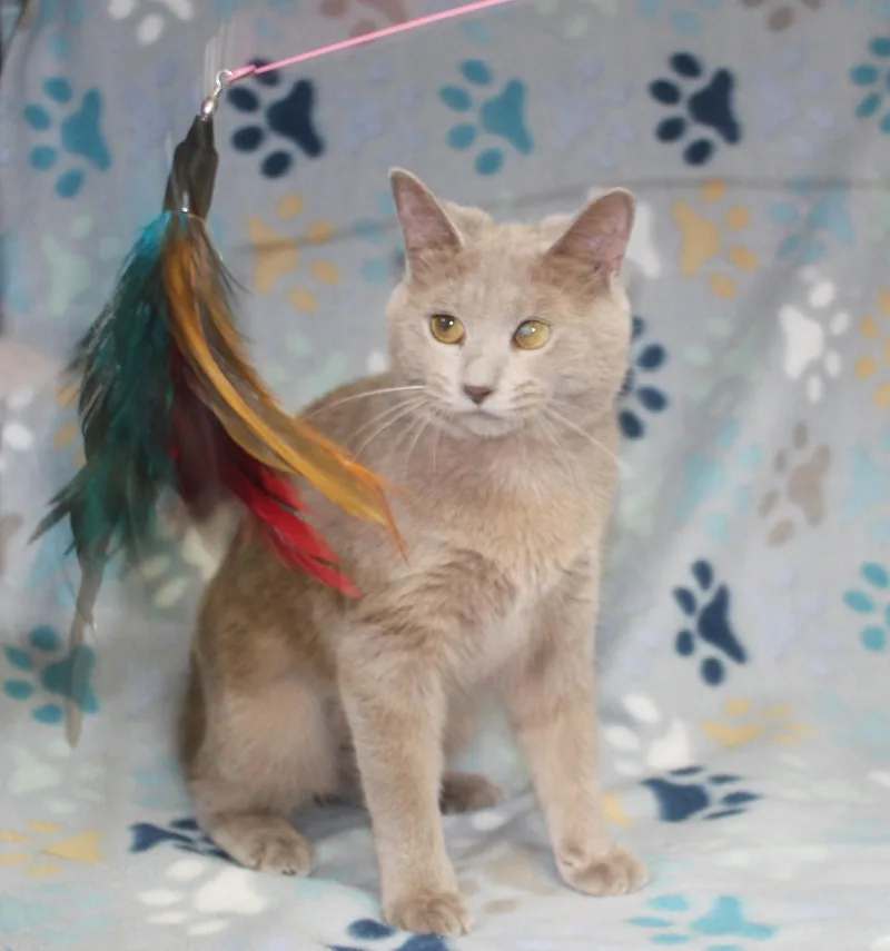 A young medium-sized female Buff / Tan / Fawn Domestic Short Hair cat named Pop for adoption in Prattville, AL