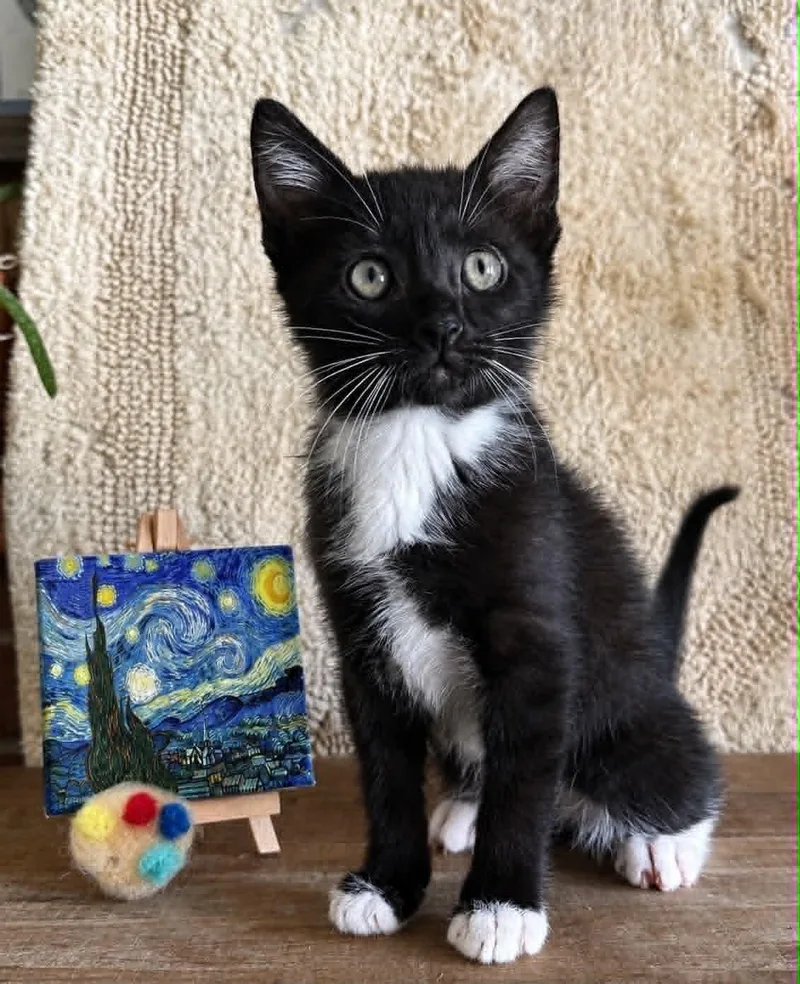 A baby medium-sized male Domestic Short Hair cat named incent Van Gogh for adoption in Salisbury, MD