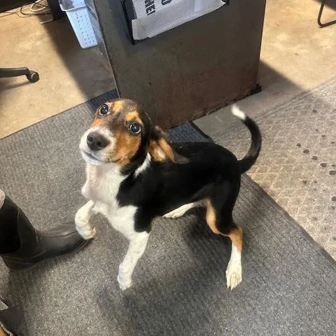 A young medium-sized male Yellow / Tan / Blond / Fawn Hound dog named John Deere for adoption in Enterprise, AL